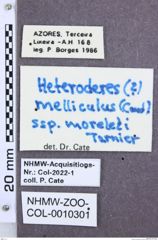 Etikette zu Heteroderes melliculus (NHMW-ZOO-COL-0010301)